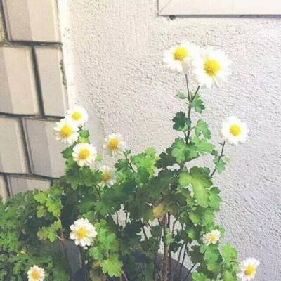 九洲山海录满v变态版下载